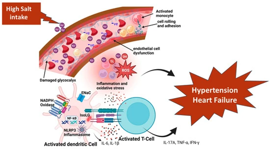Is FBP Sodium Good For Cardiovascular? Is FBP Sodium Good For Cardiovascular?